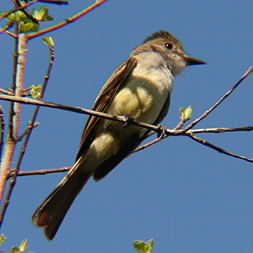 Brown Crested Flycatcher 