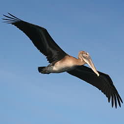 Brown Pelican 