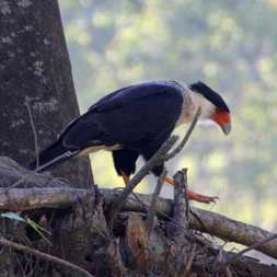 Caracara 