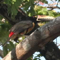 Collared Aracari 