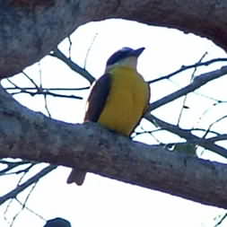 Great Kiskadee 