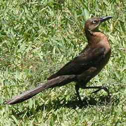 Great Tailed Grackle - female 