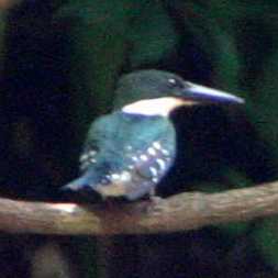 Green Kingfisher - female 
