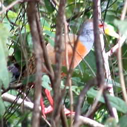 Grey Necked Wood Rail 