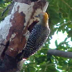 Hoffman's Woodpecker 