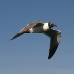 Laughing Gull 