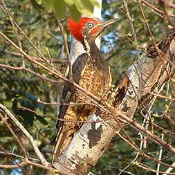 Lineated Woodpecker 