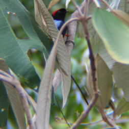Long-tailed Manakin 