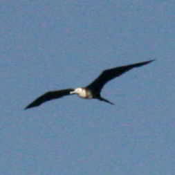 Magnificent Frigatebird 