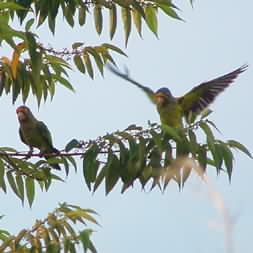 Orange-fronted Parakeets 