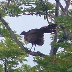 Plain Chachalaca 