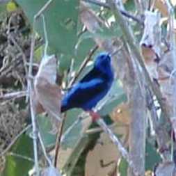 Red-legged Honeycreeper 