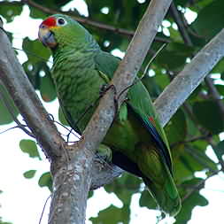 Red-lored Parrot 