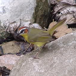 Rufous Capped Warbler 