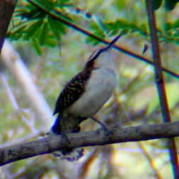 Rufous-naped Wren 