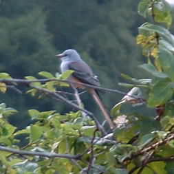 Scissor-tailed Flycatcher 