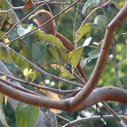Squirrel Cuckoo 