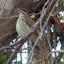 Streaked Flycatcher 