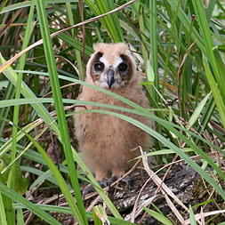 Tropical Screetch Owl Baby 