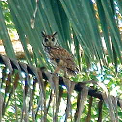 Tropical Screetch Owl 