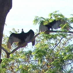 Turkey Vulture 