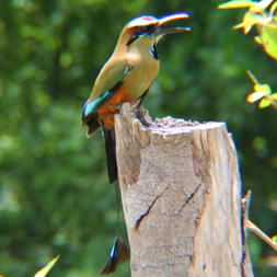 Turquoise Browed Mot-mot 