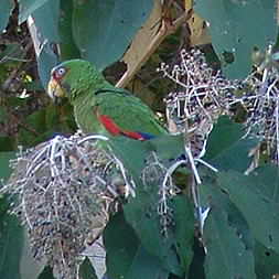 White-fronted Parrot 