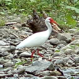 White Ibis 