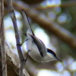 White-lored Gnatcatcher 