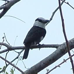 White-necked Puffbird 