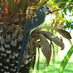 White-throated Magpie Jay 