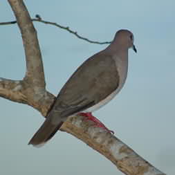 White tipped Dove 