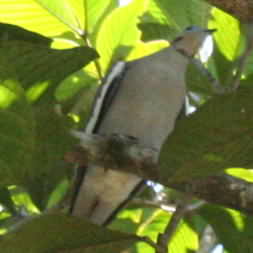 White winged Dove 