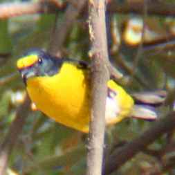 Yellow-throated Euphonia 