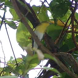 Yellow-throated Vireo 