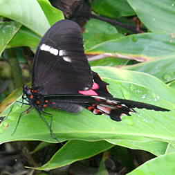 Black butterfly with pink and white.