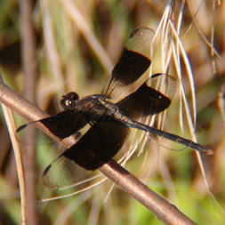 Montezuma's black dragonfly