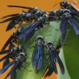 Costa Rica Blue Wasps