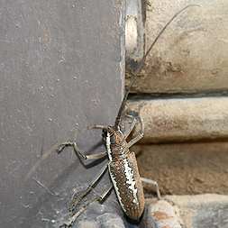 Large brown bug with very long antennae