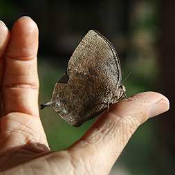 Brown butterfly on my hand