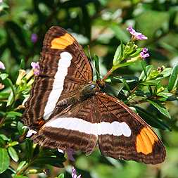 Brown Butterfly with orange bars