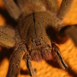 Costa Rica brown tarantula