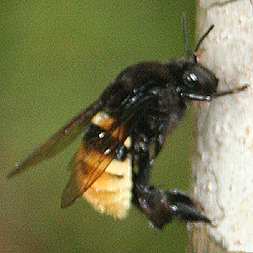 Costa Rican Bumblebee