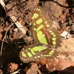 Faerie-like butterfly