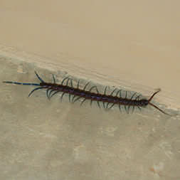 Costa Rica - Centipede with blue legs