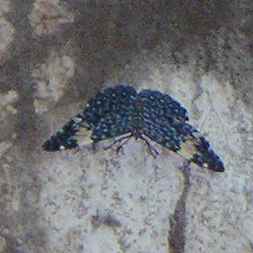 Click Moth - Delicias, Montezuma