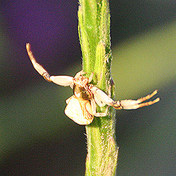 Crab-like spider climbing a plant stem