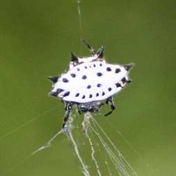 White Crab Spider