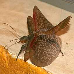 Giant Scary Bug with wings extended