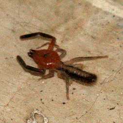 Solipugid - Creepy Bug - Montezuma, Costa Rica
